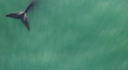 Gray whale tail diving into azure ocean water, aerial drone view, sunlight rays shining through the sea, majestic marine wildlife in natural habitat, powerful moment of nature, beauty and freedom of