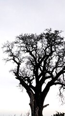 Silhouetted tree against pale sky