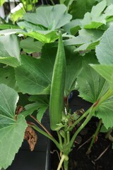 Okra growing in backyard garden