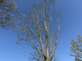 Steppe cherry Prunus fruticosa Susinenbaum oat plum apple sour cherry oat sloe almond Alpine plum tree Mirabelle American plum berry apple rock cherry bird cherry Steppenkirsche Prunus fruticosa Susin