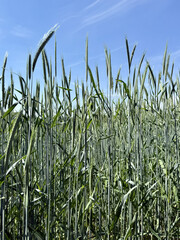 Steppe cherry Prunus fruticosa Susinenbaum oat plum apple sour cherry oat sloe almond Alpine plum tree Mirabelle American plum berry apple rock cherry bird cherry Steppenkirsche Prunus fruticosa Susin