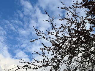 Trees in nature trees tree tree trunk and leaves of trees Natur Bäume in der Natur Bäume Baum Baumstamm und Blätter von Bäumen nature park garden town erholung