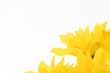黄色のスプレー菊の花を白背景でマクロ撮影01