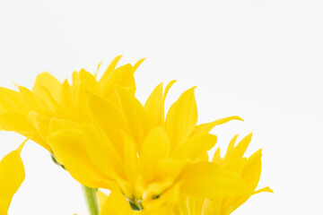 Obraz premium 黄色のスプレー菊の花を白背景でマクロ撮影14