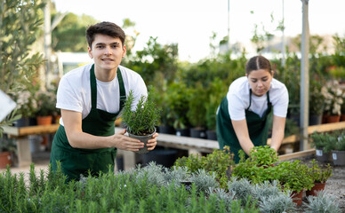 male shop helper of trading floor checks correspondence of price on label of pot with rosemary plant and on price tag © JackF