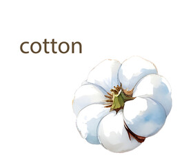 Hand painted watercolor cotton flower illustration, isolated botanical PNG with transparent background, organic cotton blossom clipart, natural rustic floral element for home, stationery, and packagin
