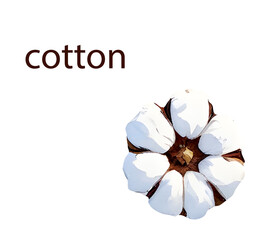 Hand painted watercolor cotton flower illustration, isolated botanical PNG with transparent background, organic cotton blossom clipart, natural rustic floral element for home, stationery, packaging