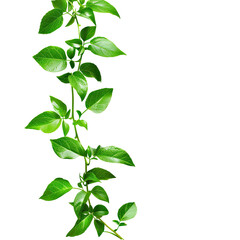 Fototapeta premium Close-up of vibrant green basil plant