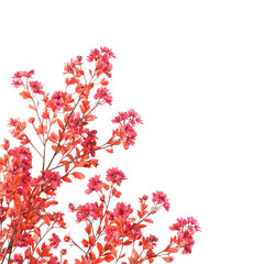 Vibrant pink blossoms in an artistic style