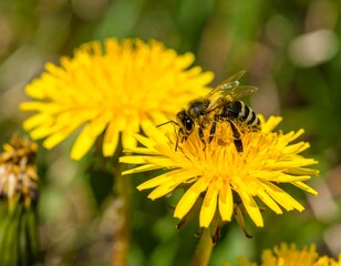 Honeybee on Dandelion