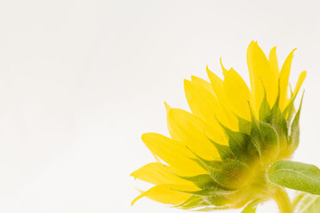 小さな向日葵の花を白背景でマクロ撮影17