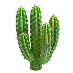 Fototapeta premium Close-up of a vibrant green cactus