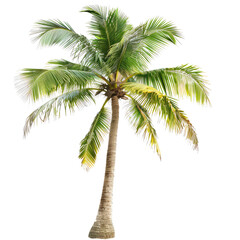Tropical palm tree isolated on black