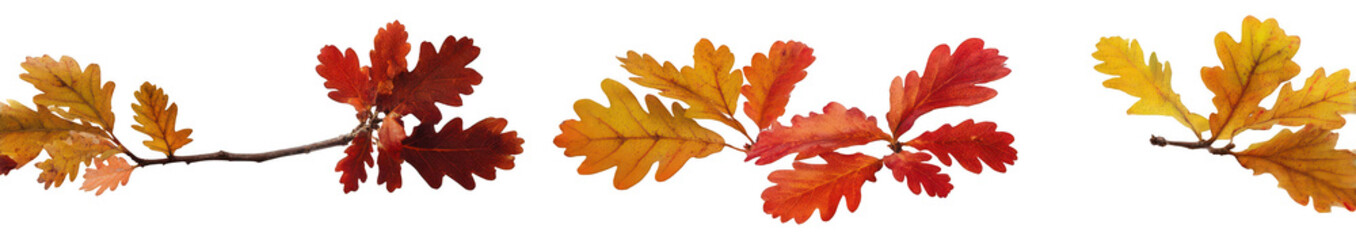 Set of three branches with autumn leaves, jpeg, png, transparent