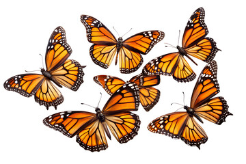 Obraz premium A collection of monarch butterflies with intricate orange and black wing patterns isolated on a transparent background