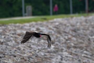 Turkey vulture flying low over a rocky shore.