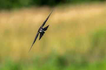 Tree swallow flying towards the camera.