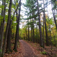 Fototapeta premium Autumn path through a forest