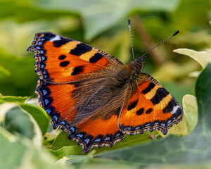 Macro. Small tortoiseshell butterfly. Population in decline. Lays eggs on nettles.