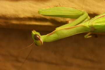 Praying Mantis