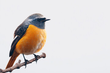 Fototapeta premium bird, branch, animal, birds, tree, bullfinch, avian, starling, spring, wildlife, nature, wild, beak, feather, robin, orange, blue, white, beautiful, isolated, feathers, black, colorful, flycatcher, 