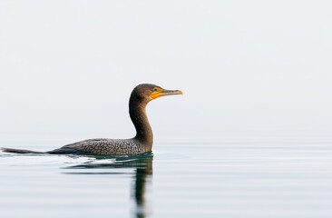 Fototapeta premium Cormorant, crane, crane, hunting, fishing, lake, stream, river, bird, heron, animal, cormorant, nature, water, feather, feathers, birds, wings, beak, florida, closeup, avian, wing, fly, phalacrocorax,