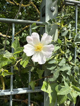 Rosaceae Ackerrose Hundsrose Rose Caninae Wildrose Heckenrose Heiderose field dog wild white pink heather rose nature pink White rosa floral Beautiful