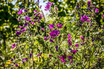 Fototapete bei efototapeten.de bestellen   