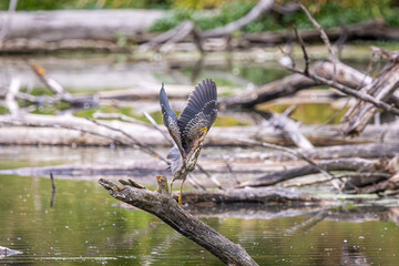 A Green Heron taking flight from a stump in the water at Whitaker Ponds Nature Park