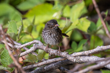 A juvenile Song Sparrow perched on a branch in the forest