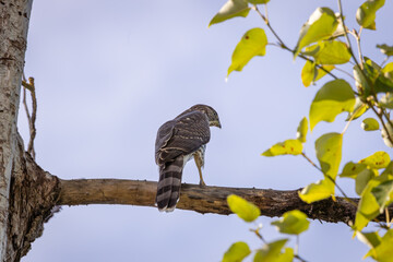 A Cooper's Hawk perched on a branch