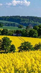 Rural landscape with yellow field