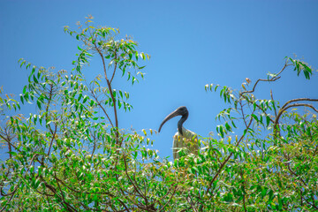 Black Headed Ibis | Threskiornis melanocephalus | Bird