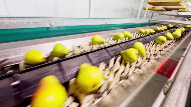 Williams pears moving on a conveyor belt for weight inspection, then directed to stations where they are packed into crates for clients in a fruit sorting and packaging facility.