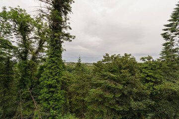 A forest with a large tree in the foreground and a cloudy sky in the background