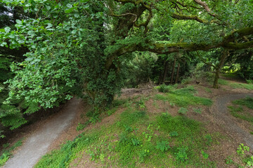 A forest with a path that leads to a clearing