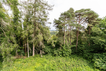 A lush green forest with a few trees that are bare