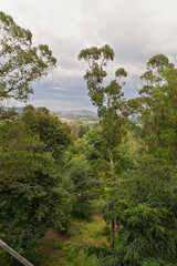 A forest with a cloudy sky in the background