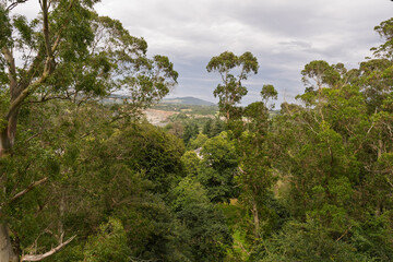 Obraz premium A forest with a view of a mountain in the distance