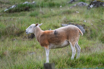 A sheep is standing in a grassy field