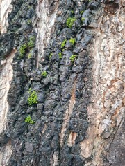 bark of a tree