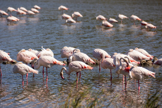 Large flock of greater flamingos gathered on the shore of lake during daytime