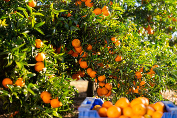 Delicious juicy ripe organic tangerine fruits in plastic boxes, new harvest in orchard or on farm...