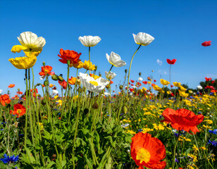 Naklejka premium Vibrant field of colorful poppies and wildflowers under a clear blue sky.