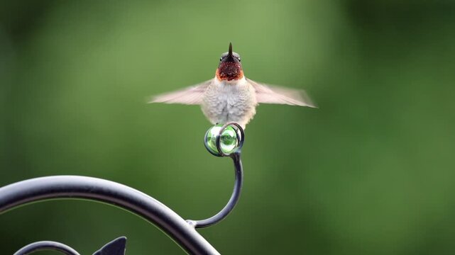 Ruby-throated Hummingbird protecting the food source