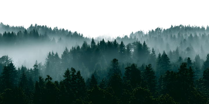 Mystical forest silhouette with atmospheric fog, evoking a sense of tranquility and natural beauty