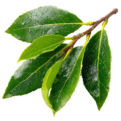 Fresh bay laurel leaves on a branch with water droplets close up herbal spice isolated on transparent background, png