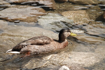 Kaczki pływające w krystalicznie czystej wodzie z widocznymi kamieniami pod wodą © tomo81