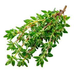 Fresh thyme sprigs culinary herb aromatic ingredient food seasoning close up isolated on transparent background, png