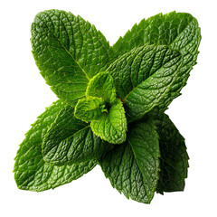 Fresh green mint leaves close up aromatic herb for culinary and medicinal use isolated on transparent background, png
